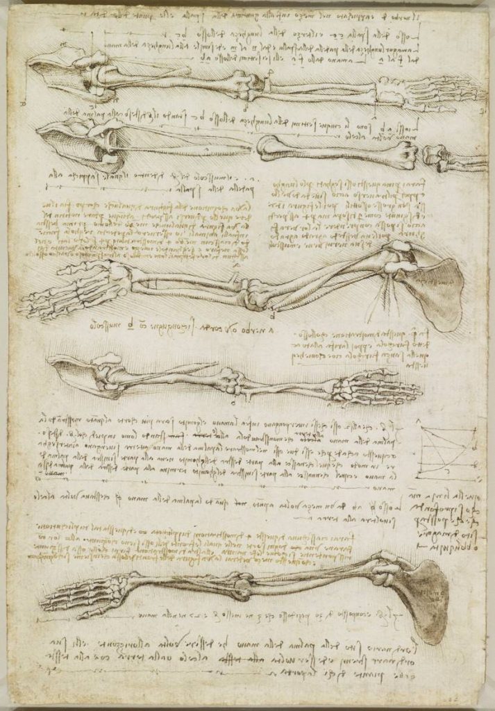 Anatomical study of the arm - Leonardo da Vinci