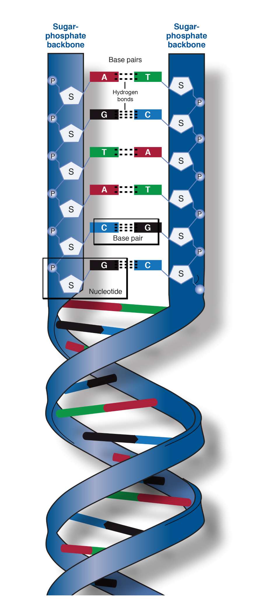Polimerowe biomateriały