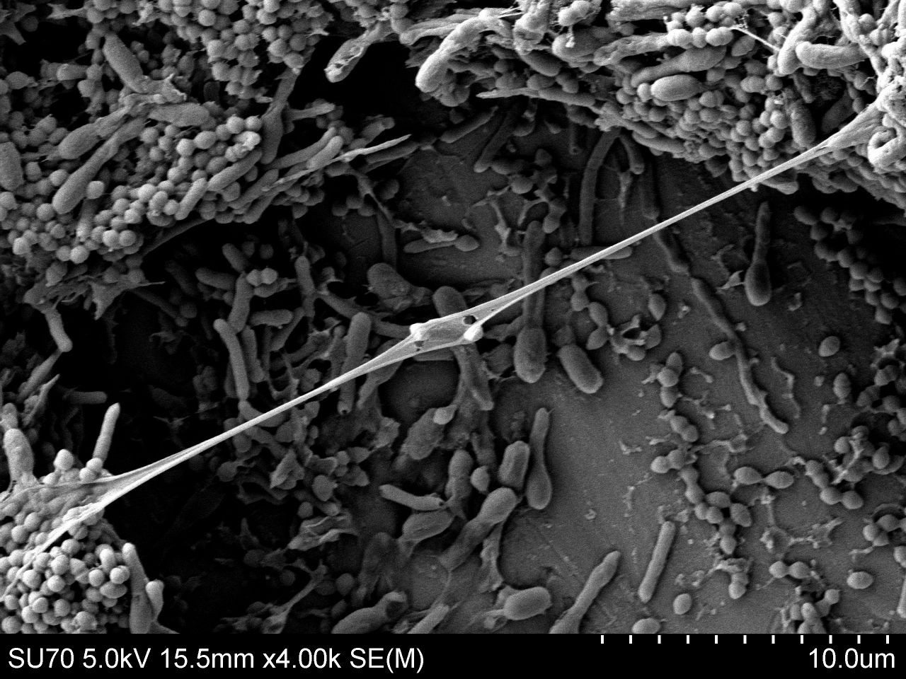 Mikrografia SEM biofilmu na powierzchni